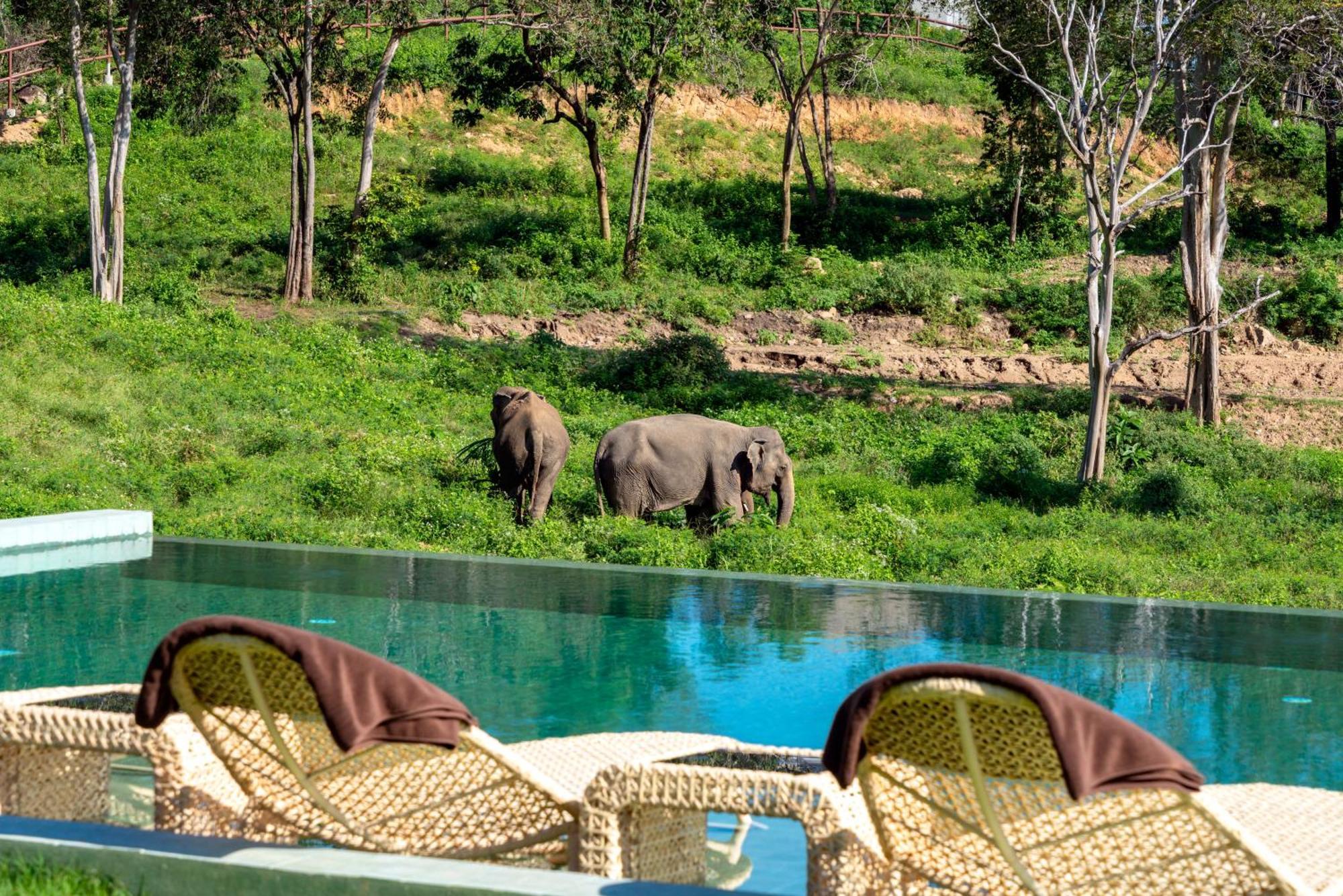 Wild Cottages Elephant Sanctuary Resort Nathoni-öböl Kültér fotó