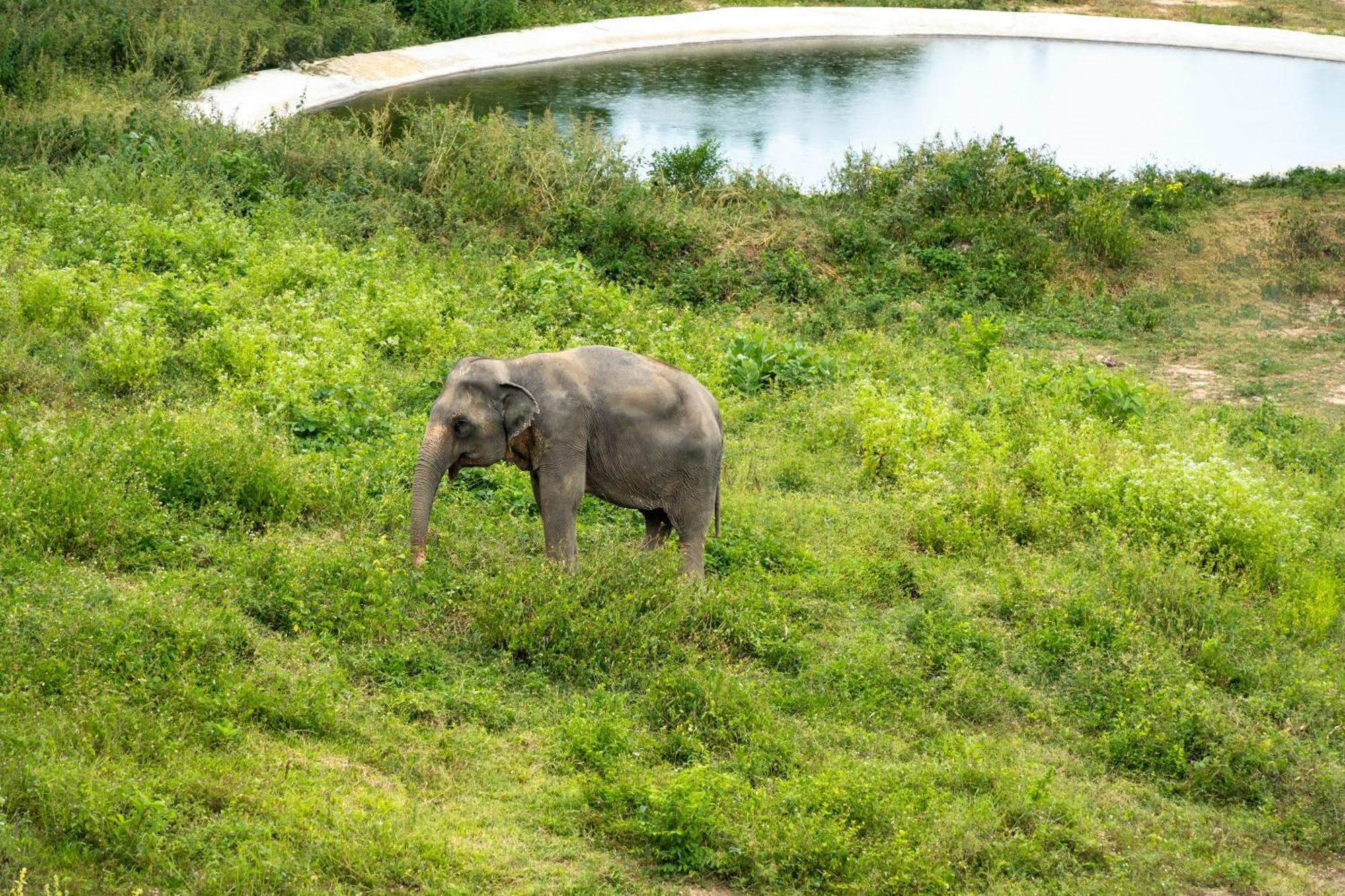Wild Cottages Elephant Sanctuary Resort Nathoni-öböl Kültér fotó