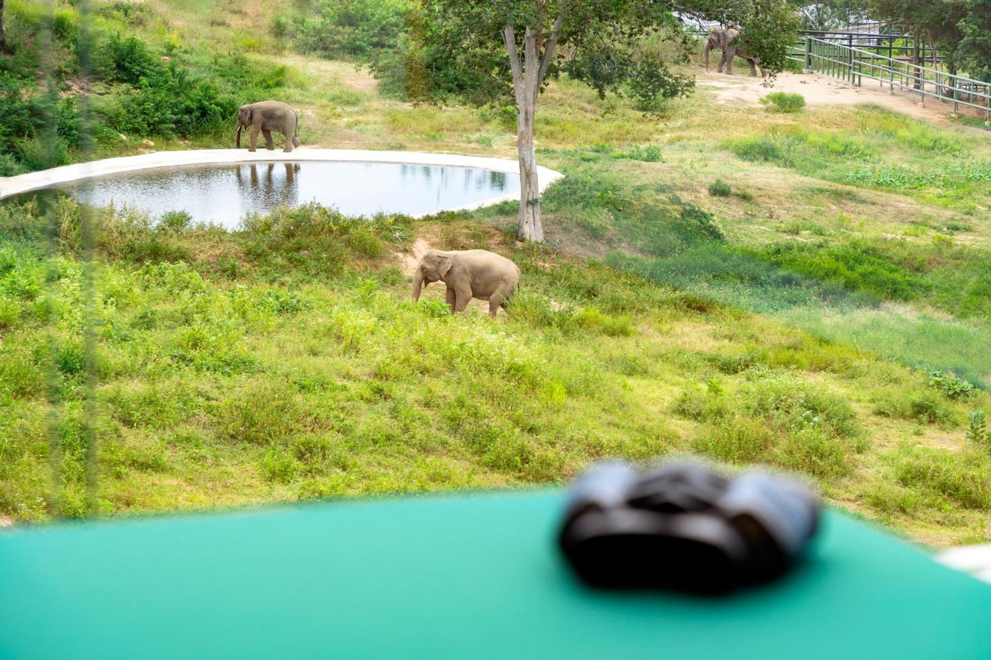 Wild Cottages Elephant Sanctuary Resort Nathoni-öböl Kültér fotó