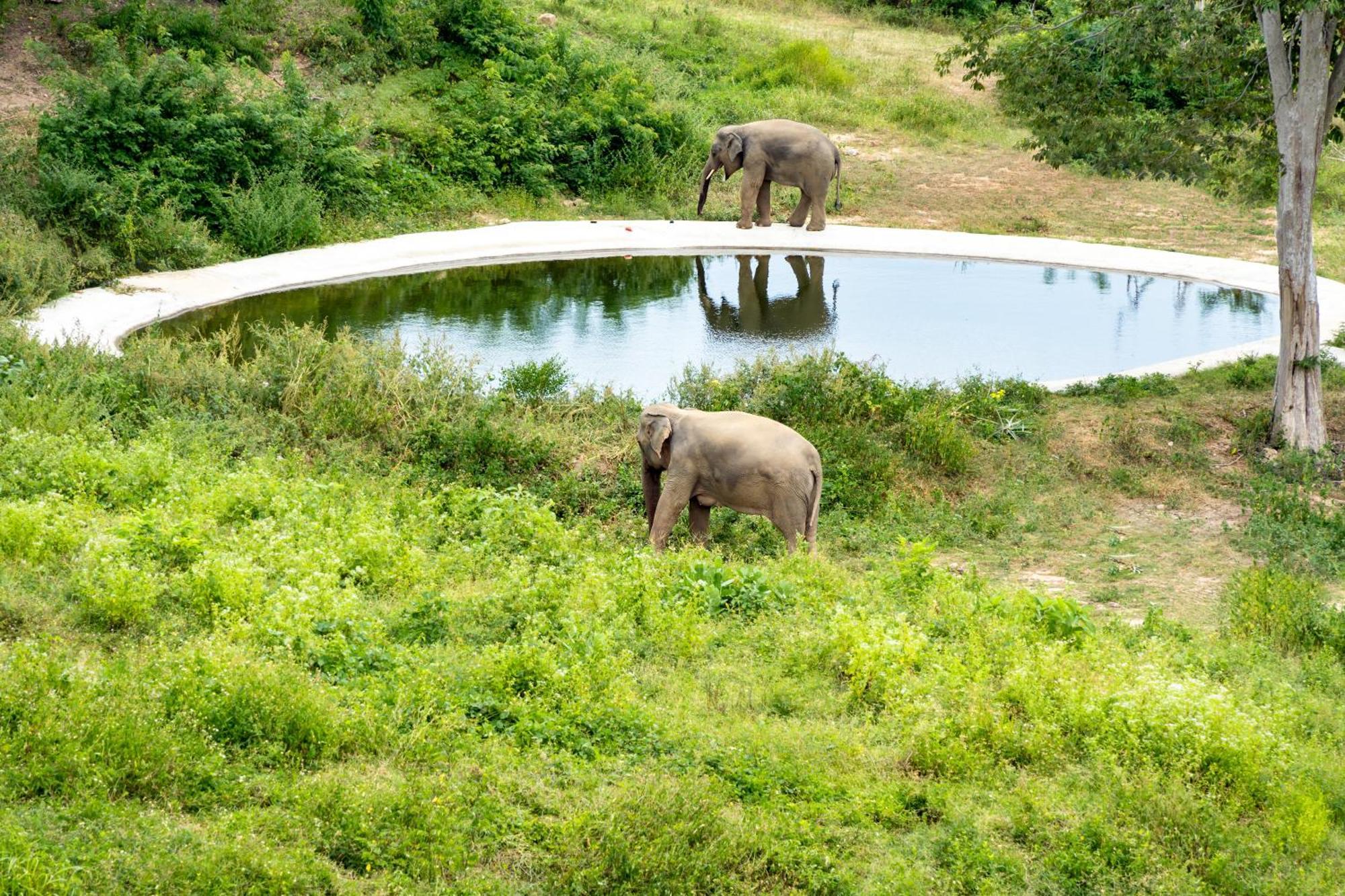 Wild Cottages Elephant Sanctuary Resort Nathoni-öböl Kültér fotó