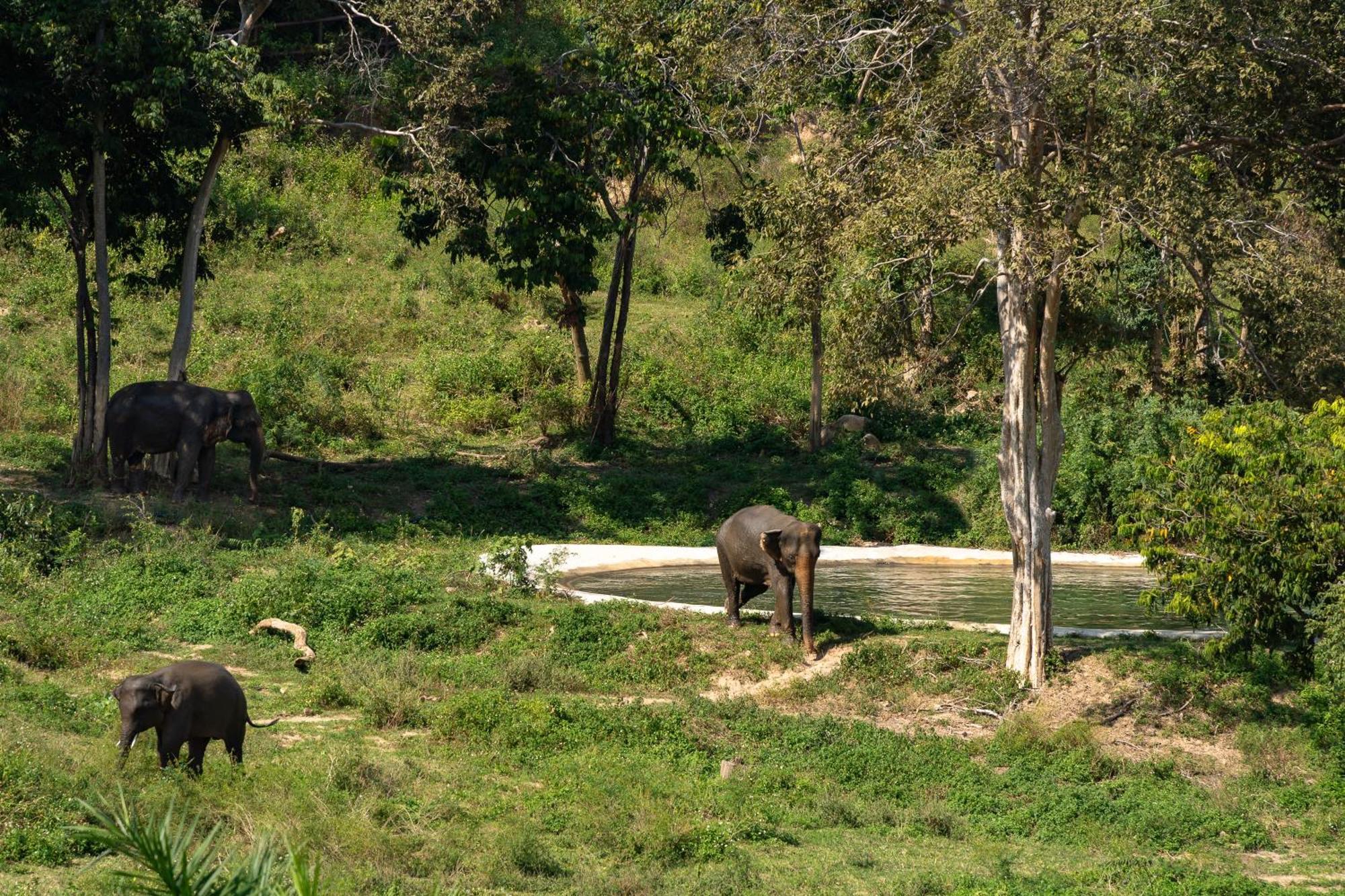 Wild Cottages Elephant Sanctuary Resort Nathoni-öböl Kültér fotó