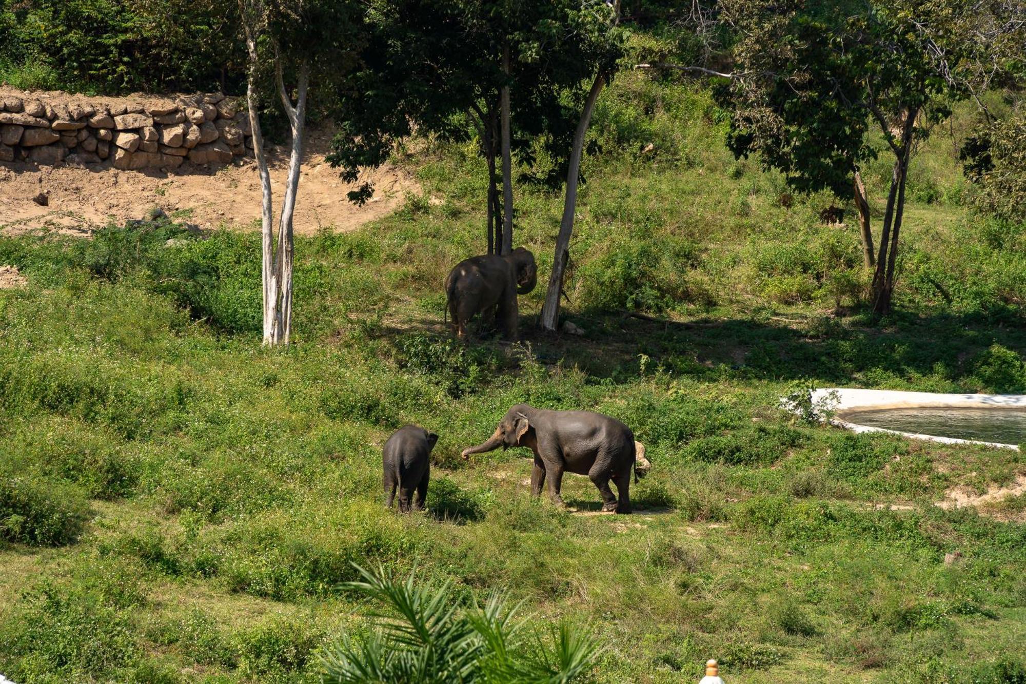 Wild Cottages Elephant Sanctuary Resort Nathoni-öböl Kültér fotó