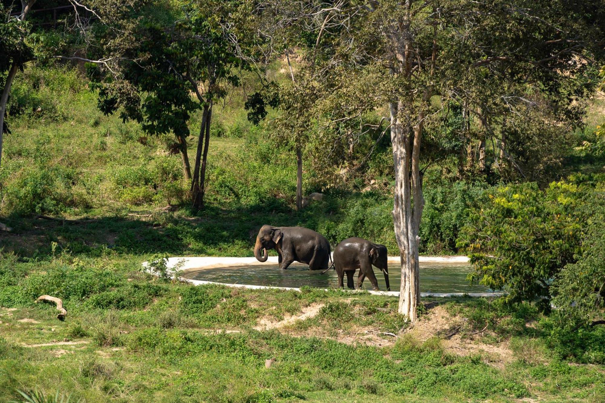Wild Cottages Elephant Sanctuary Resort Nathoni-öböl Kültér fotó