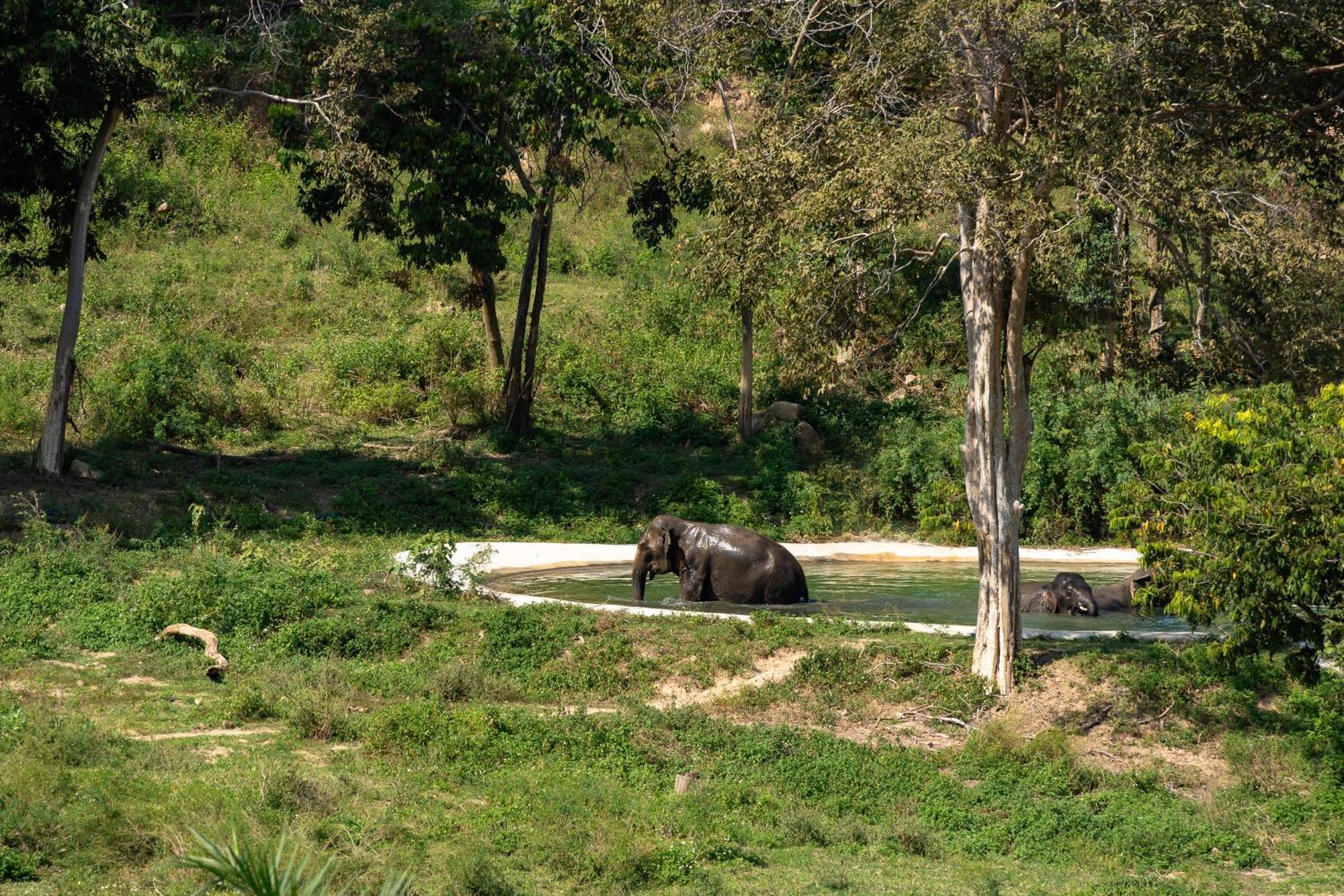 Wild Cottages Elephant Sanctuary Resort Nathoni-öböl Kültér fotó