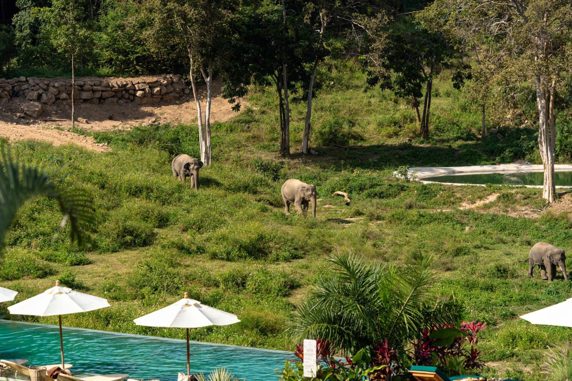 Wild Cottages Elephant Sanctuary Resort Nathoni-öböl Kültér fotó