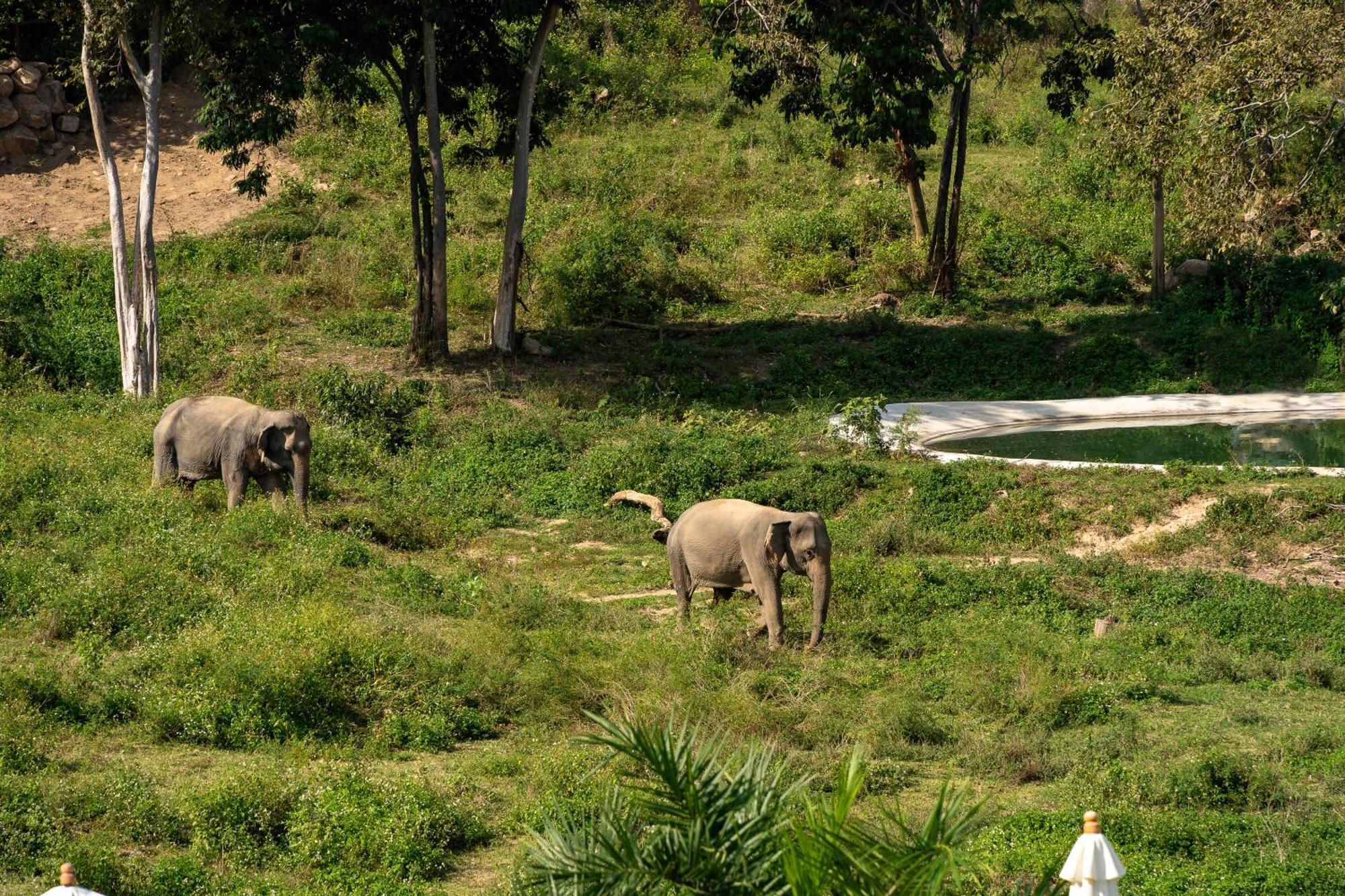 Wild Cottages Elephant Sanctuary Resort Nathoni-öböl Kültér fotó